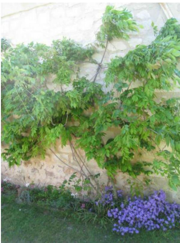Le Clos De La Chapelle - Gite Les Glycines La Chapelle-sur-Loire Exterior foto